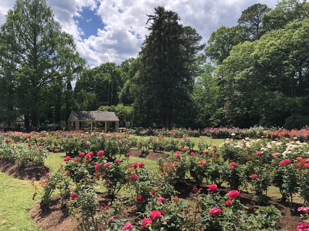 Image of Raleigh Rose garden in Raleigh NC Hidden Gems in Raleigh.