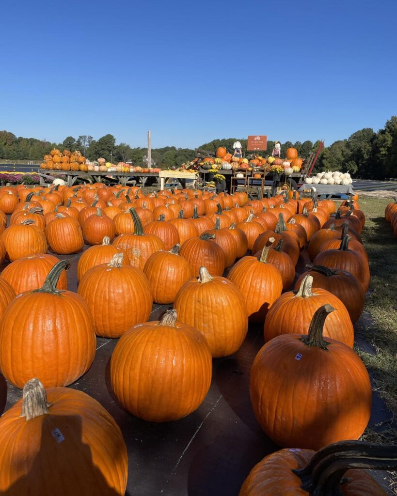 Pumpkins and mums at DJâs Berry Patch in Apex, one of our favorite fall things to do near Raleigh