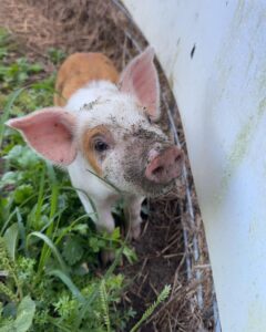 A cute piglet with dirt on its face