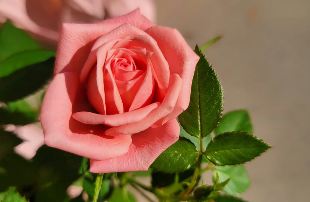 A pink rose for Valentine’s Day in Raleigh
