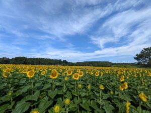 Dorothea Dix Park - Free things to do in raleigh